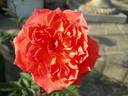 Hula Girl rose photo