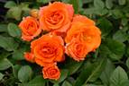 Amber Meillandina rose photo