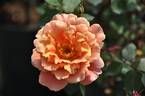 Aldebaran rose photo