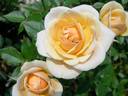 Paper Doll rose photo