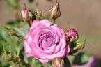 Blue Ovation rose photo