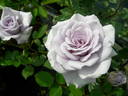 Lovely Blue rose photo