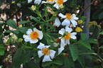 R. phoenicia rose photo