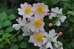 Tsukushi-ibara rose photo