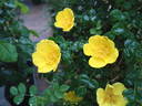 R. platyacantha rose photo