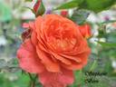 Stéphane Bern® rose photo
