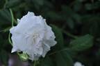 Rose d'Hivers rose photo