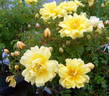 Old Yellow Scotch rose photo