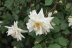 Blanc Pur rose photo