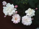 Multiflore de Vaumarcus rose photo