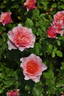 L'Etoile rose photo