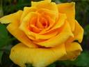 Golden Chateau rose photo