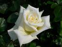 Burnaby rose photo