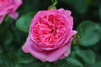 Home Sweet Home (hybrid tea, Wood rose photo