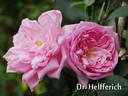 Dr. Helfferich rose photo