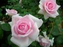 Fragrant Hill rose photo