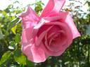 Augustine Halem rose photo
