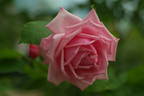 Red La France rose photo