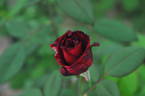 Barcarolle rose photo