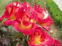 Colorama rose photo