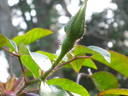 <i>Rosa laevigata rosea</i> rose photo