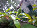 <i>Rosa laevigata rosea</i> rose photo