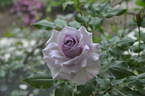 Lilac Beauty rose photo