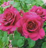 Rose du Centenaire rose photo