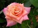Jean d'Ormesson rose photo