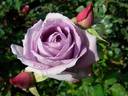 Harry Edland rose photo