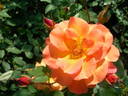 Souvenir d'Anne Frank rose photo