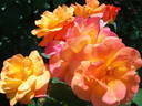 Souvenir d'Anne Frank rose photo