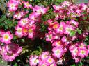 Cumbaya ® rose photo