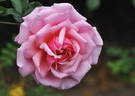 Confederation rose photo