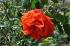 Tchin-Tchin, Cl. rose photo