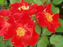 Sarabande, Cl. ® rose photo