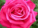 Maria Callas, Cl. rose photo
