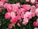 Sakuragasumi, Cl. rose photo