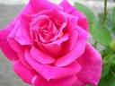 Eden Rose, Cl. ® rose photo