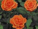 Etoile Orange rose photo