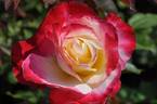 Double Delight, Cl. rose photo