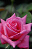Percy Thrower rose photo