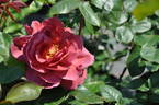 Smoky rose photo