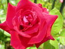 Ernest H. Morse rose photo