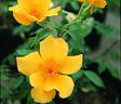 Amanogawa rose photo