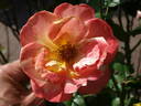 Navoika rose photo