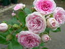 Hanaguruma rose photo