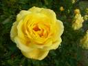 Rose Yokohama rose photo