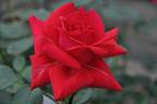 La Marseillaise ® rose photo