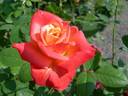 Bal du Soir rose photo